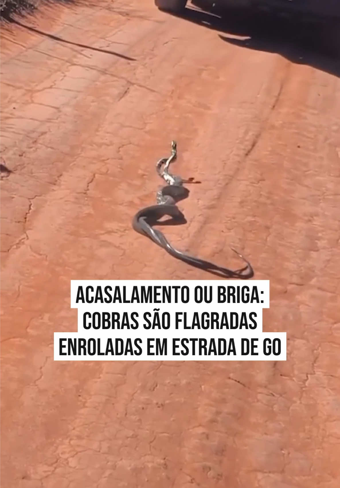 🐍 EM GOIÁS  Um vídeo gravado na zona rural de #Palminópolis, no interior de #Goiás, viralizou nas redes sociais ao mostrar duas #cobras enroladas no meio de uma estrada de terra. A publicação, feita em 29/5, tem mais de 1,1 milhão de visualizações.   As imagens despertaram a curiosidade dos internautas, que se divertiram nos comentários. “Brigando ou namorando?”, perguntou uma usuária das redes.  O vídeo foi publicado pela produtora de conteúdo Thais Alves Farias em seu perfil do Instagram.  De acordo com a explicação de biólogos, há mais de uma hipótese para a atitude das cobras, que são serpentes da espécie caninana e não venenosas. Entre elas acasalamento, briga por território ou, em caso das cobras serem machos, disputa por uma fêmea.  #Metrópoles 🤳 Reprodução