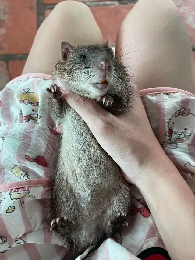 #rattychuotbeo #rat #hamster #ilovetiktok #xuhuong 