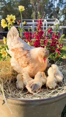 Cream Legbar foster chicks have arrived 🐣 Still babies, but I’m already thinking about those blue eggs they’ll lay one day and now I can’t stop thinking about easter eggers! 🥚 The hens that lay all the fun coloured eggs, just over here slowly building a rainbow egg collection I definitely didn’t plan. New little obsession unlocked! #chickens #farmlife #homesteading #chickensoftiktok 