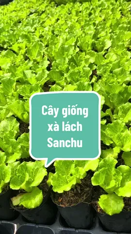 Cây giống xà lách Sanchu chịu nhiệt vườn em đang siêu đẹp luôn nè mn ơi. Vườn ở HCM có ship đi các tỉnh miền nam ạ  