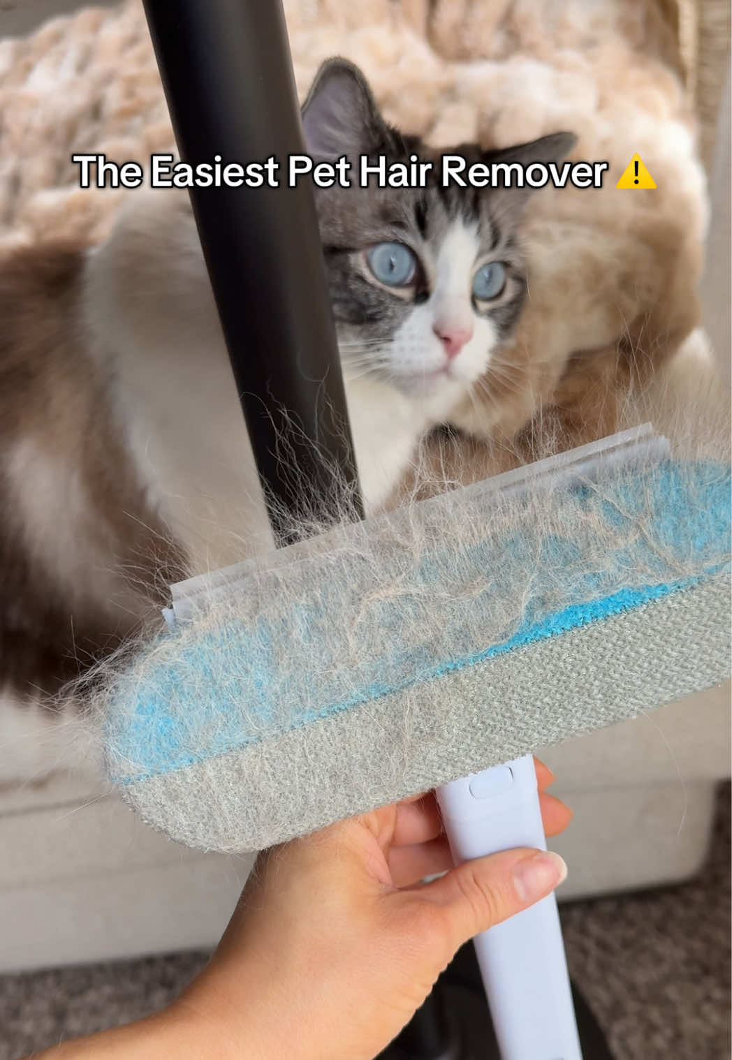 The best pet hair gleaner I’ve used 🙌🙌🙌  #cat #cattok #pethair #CleanTok #pethairremoval 