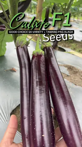Available!!! #eggplantseeds #tiktokshop 