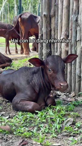 Nhìn gì dị bồ??? Hè này ghé tour nhốt người thả thú vinpearl Safari Phú Quốc  #greencreator #dulich #tournhotnguoithathu #vinpearlsafariphuquoc #banbe 