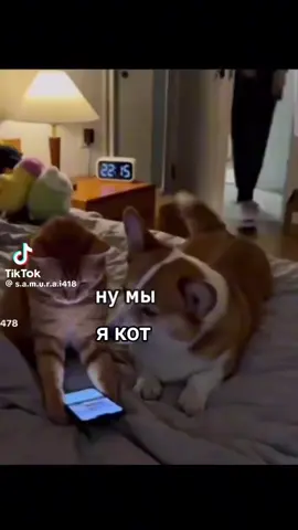 ну ми, я кот