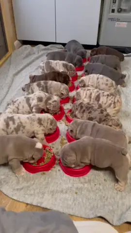 #englishbulldog #bulldog #puppiesoftiktok #bulldogsoftiktok 