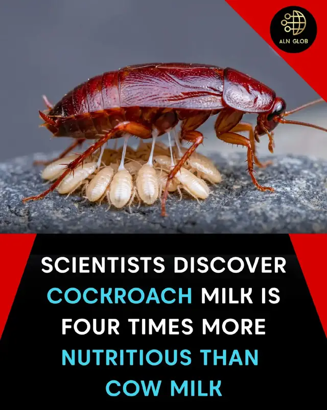 Scientists have confirmed what sounds like a bizarre headline but is actually real research: the milk produced by a specific species of c0ckroach is nutritionally far richer than cow milk, containing nearly four times the protein, fat, and sugar content per equivalent serving. The finding comes from a study on the Pacific beetle c0ckroach, one of the only known insects that gives birth to live young and nurses them with a nutrient-dense liquid secreted from its gut. When researchers analyzed the crystallized form of this substance, they found it to be one of the most calorie-dense foods ever documented in nature. Scientists have been exploring whether it could eventually be replicated in a lab setting and used as a high-efficiency food supplement, particularly for populations dealing with malnutrition. Supporters in the scientific community argue this discovery opens a genuinely useful door in the search for sustainable protein sources. With global food demand rising and traditional livestock farming under increasing pressure for its environmental footprint, insect-derived nutrition could eventually offer a low-resource, high-yield alternative that does not require the land, water, or emissions that conventional dairy farming depends on. Critics, however, point out that scaling up any kind of insect-based food product faces enormous cultural and psychological barriers, and that consumers in most parts of the world are nowhere near ready to accept c0ckroach-derived anything on their grocery shelves. It is a reminder that the gap between a promising scientific discovery and something people will actually eat has always been as much about human psychology as it is about nutrition. #ScienceNews #FoodScience #FutureFood #Nutrition #Sustainability 