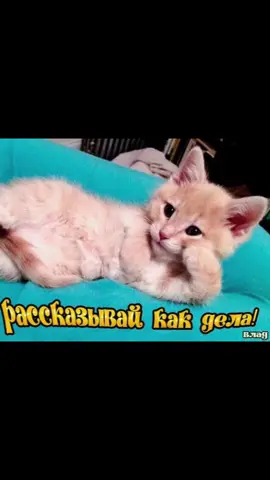 как дела у тебя вообще? #какдела #чтоделаешь #рассказывай xd