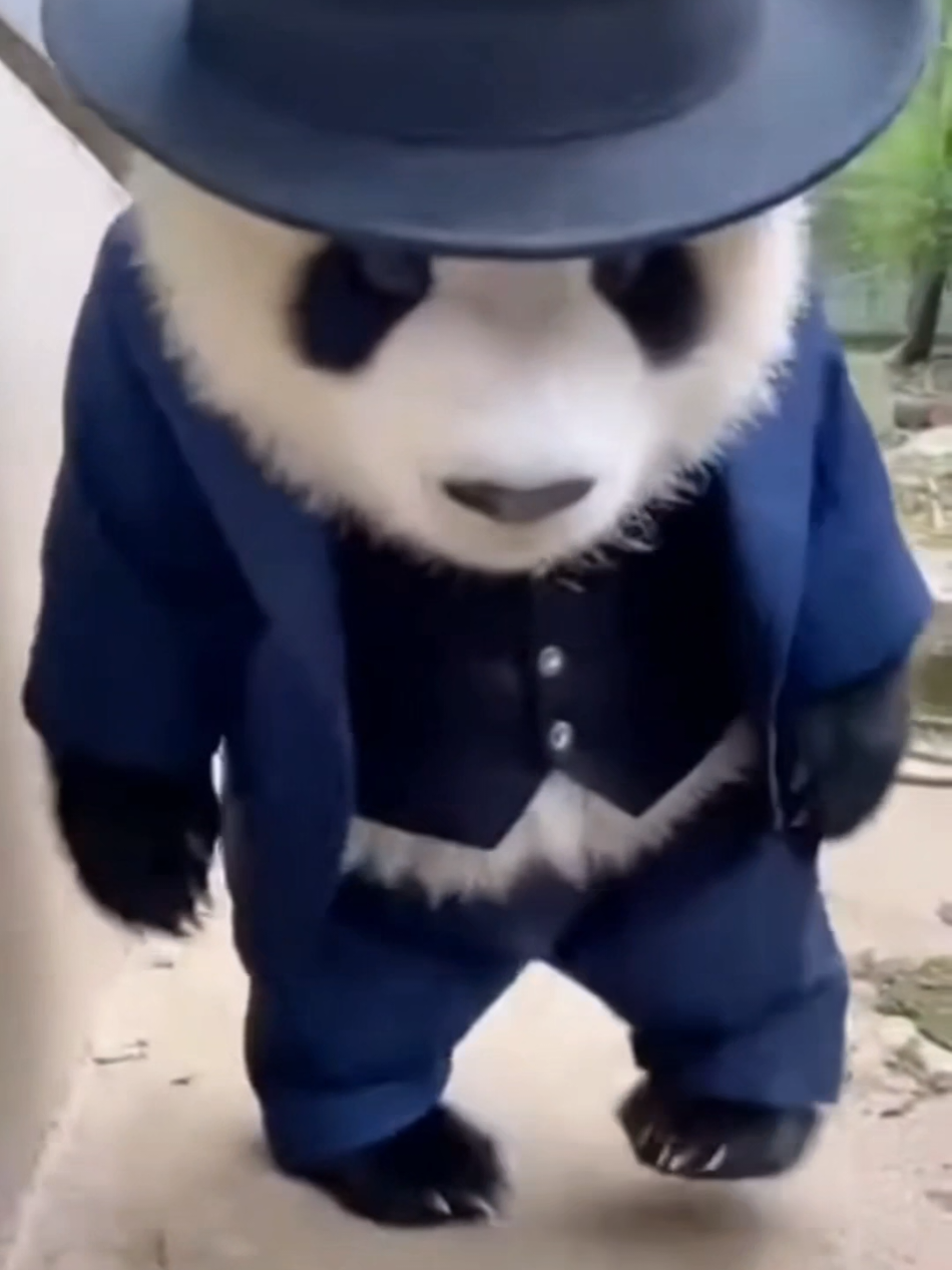 The Panda Boss Has Arrived 🕶️🐼  #Panda #FYP #CuteAnimals #AnimalLovers #Viral 