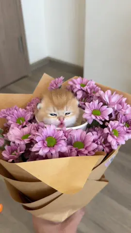 Hoa này xinh thế không biết 😋 #catlover #MèoTênMỡ #meogolden #cats #meoanhlongngan 