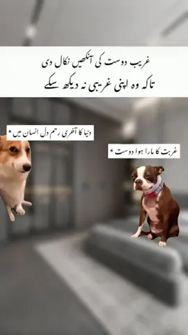 BHAI CHARA ON TOP😂🙌 #funnyvideos  #memestiktok  #memes  #dogsoftiktok  #foryourpage 