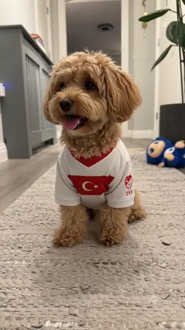 Big match tonight. 🇹🇷🐾 Jersey on. Snacks ready. Game face activated. I may be small, but I’ll be cheering louder than everyone in the house. Tonight, every bark is for Türkiye. ❤️🤍⚽️ MarsTheMaltipoo #HadiTürkiye #MilliTakım #Futbol #MaçGünü #DogTok   🐾🇹🇷⚽️