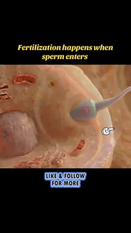 God bless Everyone #pregnancy #biology #fertilization #tiktokgrowthchallenge 