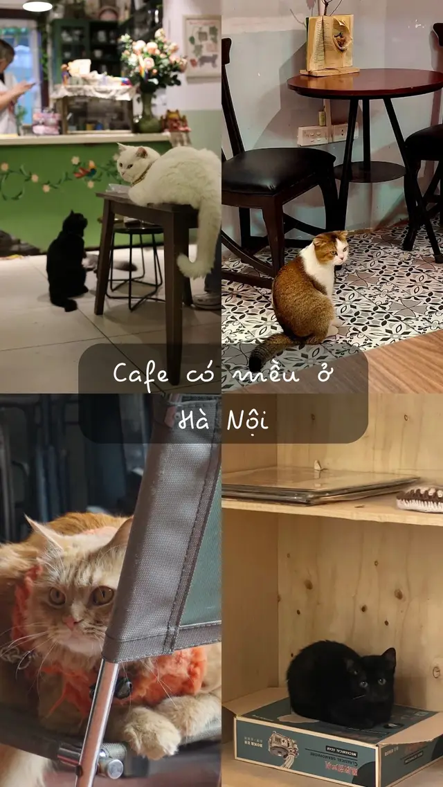 List quán cà hê có mều ở Hà Nội (p1) Dành cho các con sen mê mều #cafemeo #hanoi #cafehanoi #xuhuong 