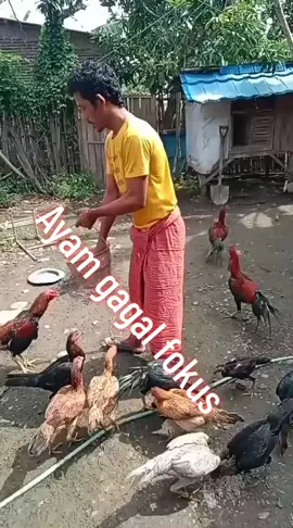 #agungbotvkalimayanews #provbanten 