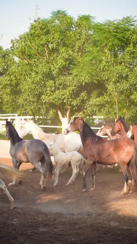Family 🐎 #horse #fypシ゚viral #horselife #punjab #support_me 