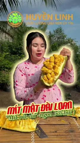 Mukbang mít mật đài loan đây cả nhà ơiii, ai mê ăn mít không thể bỏ qua em này nha #vuacaygionghuyenlinh #huyenlinhgarden #mitmatdailoan 