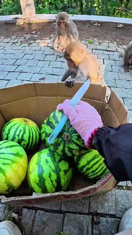 The first bite of watermelon of the summer #Monkey #babymonkey #funnymonkey #cutemonkey #monkeylove 