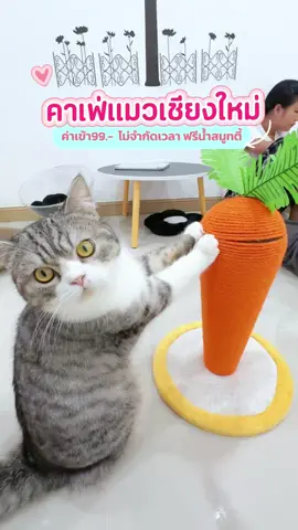 🐱✨ คาเฟ่แมวย่านสันติธรรมที่อยู่ได้ทั้งวัน! @meowmoriescafe  นั่งตากแอร์เย็น ๆ จิบสมูทตี้ เล่นกับน้องแมวแบบเพลิน ๆ ได้ไม่จำกัดเวลา 🐾 💛 ค่าเข้า 99 บาท 🥤 ฟรีสมูทตี้ 1 แก้ว 🧦 ฟรีถุงเท้า 1 คู่ 🐈 เล่นกับน้องแมวได้ไม่จำกัดเวลา 🎓 นักเรียน-นักศึกษา โชว์บัตร เข้าได้ในราคา 79 บาท 📅 โปรโมชั่นถึง 30 มิถุนายนนี้ 📍 Meowmories Cafe   สันติธรรม เชียงใหม่ ⏰ เปิดทุกวัน 10:00 - 21:00 น. #MeowmoriesCafe  #คาเฟ่แมวเชียงใหม่ #รีวิวเชียงใหม่   #เชียงใหม่  #CatCafe   