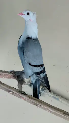 #creatorsearchinsights Chotider Queen 🦅 #karblaipigeon #kabutar #pigeon #kabuter 