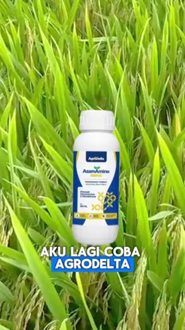 rahasia tanaman padi hijau dan anakan banyak  #asamamino#agrodelta #padi #hijau#panen 