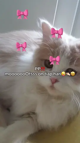#mootsterbaru #mootsontiktok #mootshariini #moots1menit #mootsanyone 