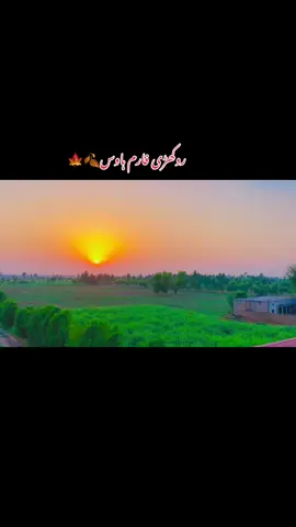 @Zeeshan Rokhri @Tahir Khan Rokhri @Rokhri stud farm house @Zeehan Rokhri 