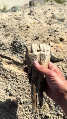 Находки древнего моря и не только.  #fossils #ancientsea #карьер #досуг 