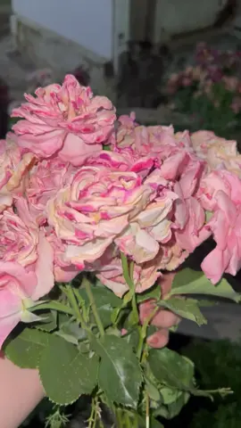 لێم تێبگەیت  مەزنترە لەوەی خۆشت بووێم 😊🥀