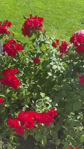 #احدى حدائق غرونوبل  الجميلة 