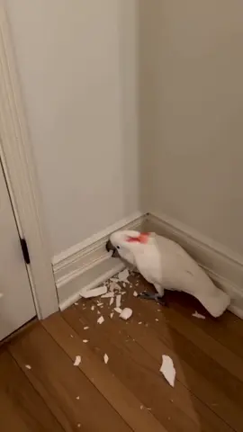 Destructive cockatoo. #cockatooremodeling #cockatoo #destructivecockatoo ##homerenovation