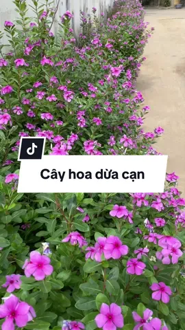 Cây hoa dừa cạn dễ trồng dễ chăm #hoa #hoaduacan #hoaduacannhieumau #cayhoaduacan #hoadepbonmua 
