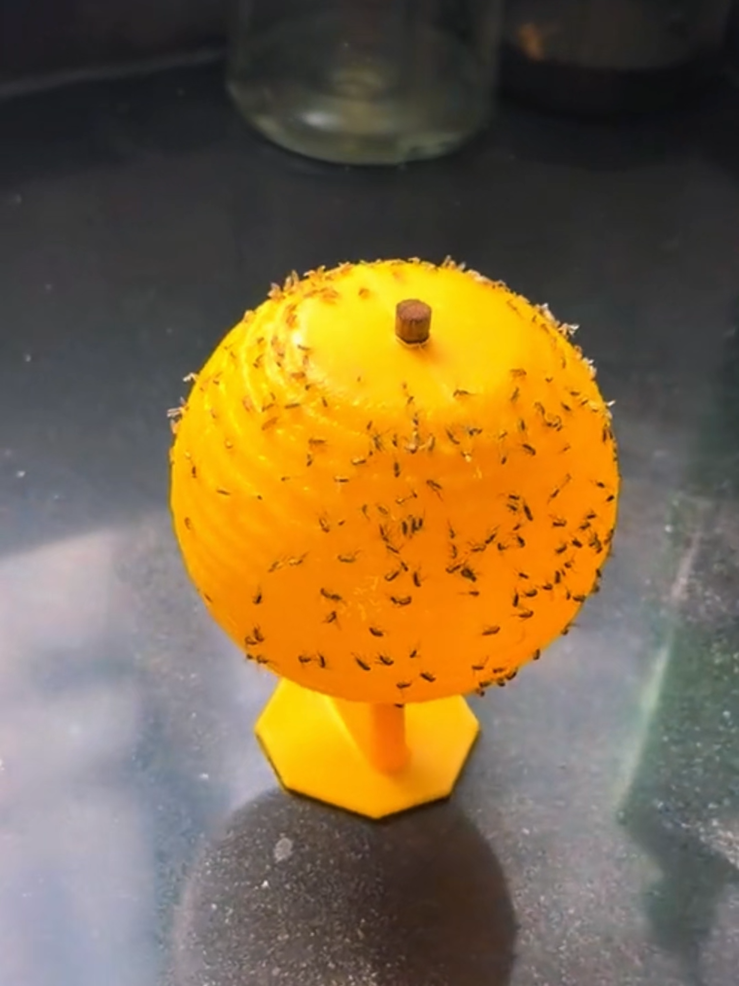5PCS Fruit Fly Killer Trap！#fyp #tiktok #foryou #fruitflykiller #StickyBugBall #StickyBug #stickyflytrap #PestControl #Flytrap #flytraps #flystickingboard #FlyKiller #flykillerspray