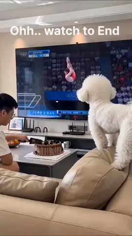 watch the End.dog amazing jumping!#funny #funnytiktok #dog #cake #tiktokviral 
