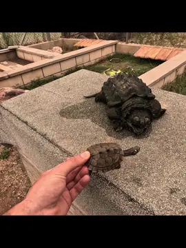 La tortuga más cara que existe VS la tortuga más barata💲 