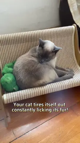 When it's hard for a kitten to lick its hair, the owner can use hair removal gloves to help the kitten comb its hair  #pet #cat #Clean 