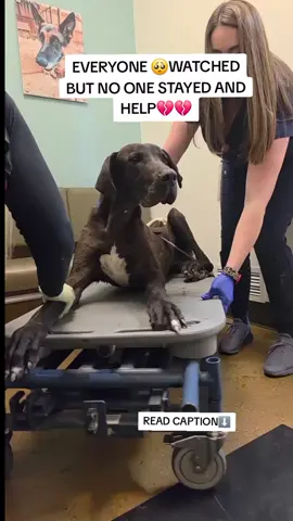 💔 Help Save Luna: Arrowed and Left to Suffer on the Streets 🐶🐾🙏 Luna’s Story: A Fight for Survival Meet Luna — a sweet, innocent dog whose life changed in a moment of unimaginable cruelty. Luna was found alone on a long street in Sandy Springs, sitting silently in unbearable pain after being struck in the head with an arrow by an unknown individual. A kind-hearted Good Samaritan discovered her suffering and rushed her to our shelter, refusing to leave her behind. The moment Luna arrived, our professional veterinary team responded immediately. Her condition was terrifying, and every second mattered. She was weak, bleeding, frightened, and in critical condition. Seeing the pain in her eyes was heartbreaking, but we knew we had to act fast to save her life. Our veterinary doctors quickly provided emergency first aid to stop the bleeding, performed urgent scans, and carefully carried out a delicate surgery to remove the arrow and stabilize her condition. Thanks to their rapid response and dedication, Luna survived the procedure. Right now, Luna remains in our care and continues to fight through severe pain and critical complications caused by the traumatic injury to her head. She still needs ongoing treatment, medications, vaccinations, special food, and continued medical monitoring as she recovers. We are urgently trying to raise $850 to help cover Luna’s remaining surgery bills and lifesaving care. Every donation, no matter the amount, brings Luna one step closer to healing, comfort, and the happy life she deserves. Please open your heart and help Luna recover from this horrific act of cruelty. Donate through the link in bio and help give Luna a second chance at life. 💔🙏🐶🐾 #animalrescue #rescuestory #emergencyservices #savealife 