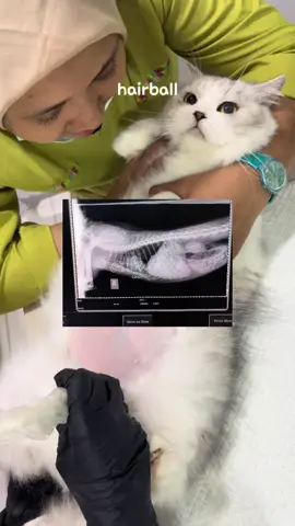 Hatihati ya perut buncit isinya bisa bulu yang numpuk bikin gangguan pencernaan termasuk muntah-muntah hairball, sembelit, dan gak nafsu makan #meatandtreatscatgrass #olivecare #rumputkucing #kucingmuntahbulu 