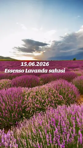 Gəlməyə tələsin💜 #lavender #azerbaycan🇦🇿 #lavandasahəsi #azerbaycan #gabala 