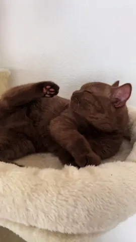 Sleepy Teddy🐻🤎 #browncateyes #browncatsoftiktok #brownkitten #browncattok #catsoftiktok 