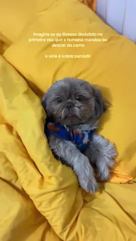 Durmo hoje e sempre! #shihtzusoftiktok #meme #cachorros #maedepet #fpypageシ 