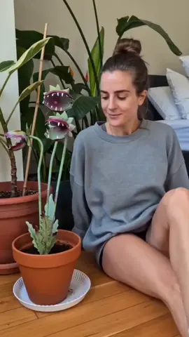they’re too cool #MonsterFlower #OutdoorLawnOrnament #TikTokShopDealsforYouDays #fyp #fouyou