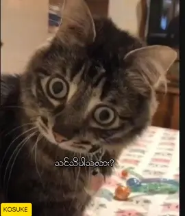 #cat #catmeme #funny #funnyvideos #myanmartiktok🇲🇲🇲🇲 