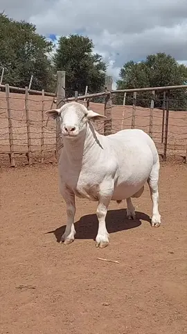 white Russia doper sheep is at the market ‼️ weight of 68 kgs,price 80k call/WhatsApp us on 0756948131 #kenyantiktok🇰🇪 #fypシ #tiktokviral #videoviral #videotrending 