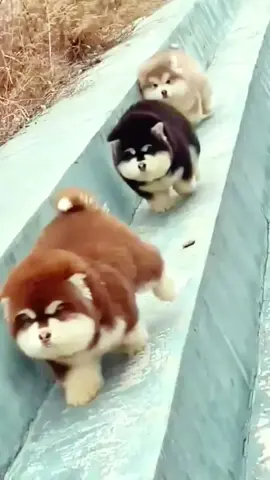 cute animals baby dog 🦮#foryoupage❤️❤️ #viralvideos 