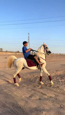 المتألق مطوح🙂‍↔️❤️✨.#مطوح #خيل_وخياله🐎 #ماشاءالله #tiktok #roblox 