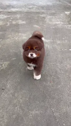 #pet #viralvideo 