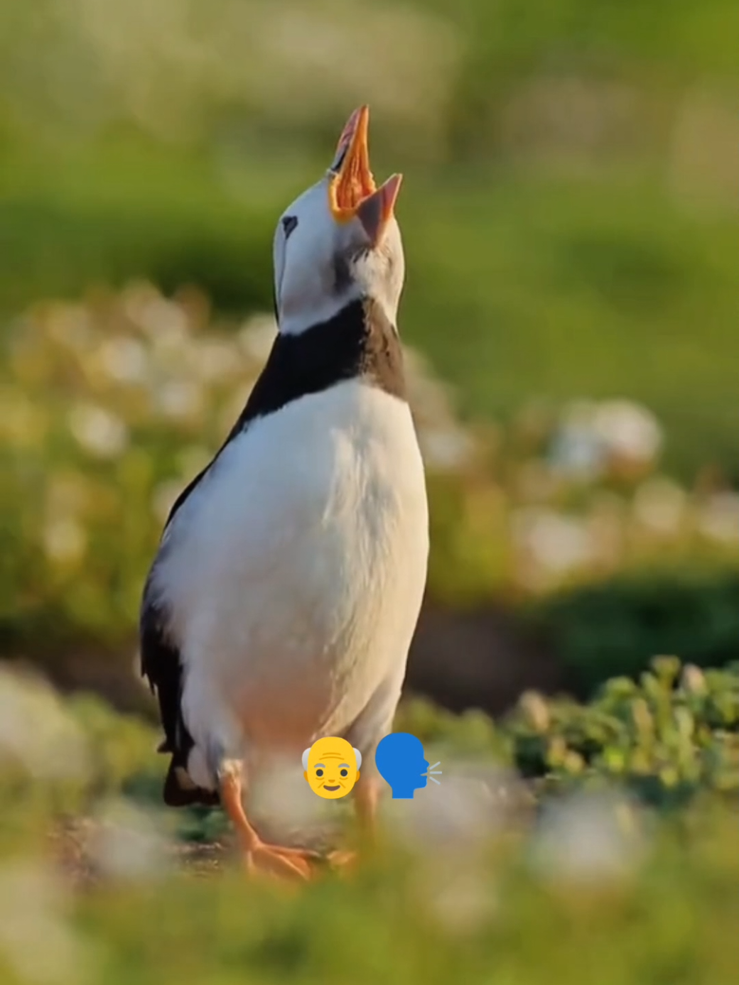 weird animals screaming #animals #birds #nature #tiktokgrowthchallenge #fyp 