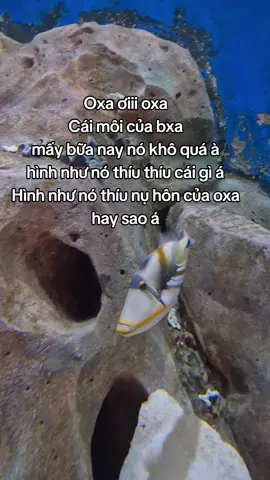 Hè tới rồi, hè này nhất định phải tới Vinwonders chơi. Cùng mình đi trải nghiệm tour khám phá thủy cung Phú Quốc nha #tuhaovietnam #GreenCreator #vinwondersphuquoc #dulich #tourkhamphathuycungphuquoc 
