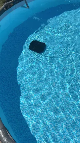 I am absolutely in love with this!!! In under 30 minutes my pool is vacuumed and no hoses necessary. #garvee #dealsforyoudays #poolvacuum 