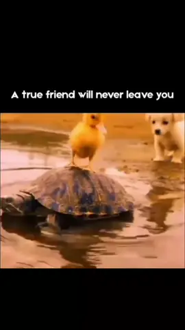 #motivationalvideo #truefriend #goviral #foryou #fyp